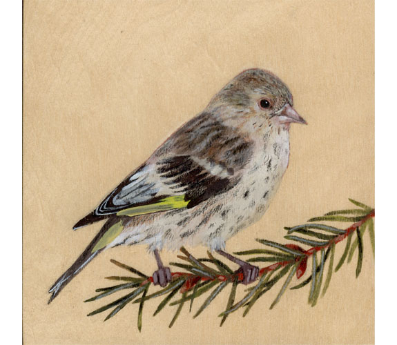 "Pine Siskin" by Kristen Etmund